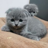 Клепоухи Британски късокосмести котенца, снимка 5 - Британска късокосместа - 45999387