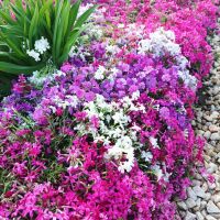 Флокс, почвопокривен, многогодишен, студоустойчив!!, снимка 3 - Градински цветя и растения - 44810591