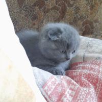 Шотландски клепоухи котета, снимка 11 - Британска късокосместа - 45567329