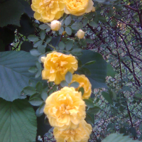 Жълт трендафил-катерлива роза, снимка 1 - Градински цветя и растения - 44948933