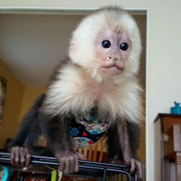 налични здрави маймуни капуцин., снимка 1 - Изгубени/намерени - 44948261