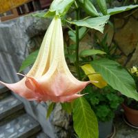 Продавам растения жълта и розова бругманзия (ангелски тромпет), снимка 10 - Градински цветя и растения - 45545673