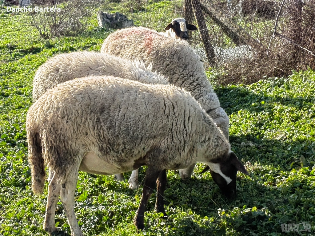 Офце, снимка 1