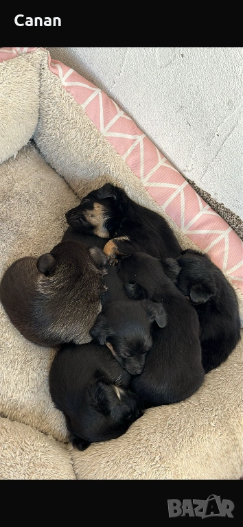 Пинчери, снимка 1