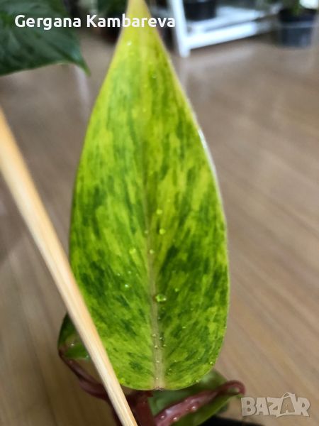 Philodendron Painted Lady , снимка 1