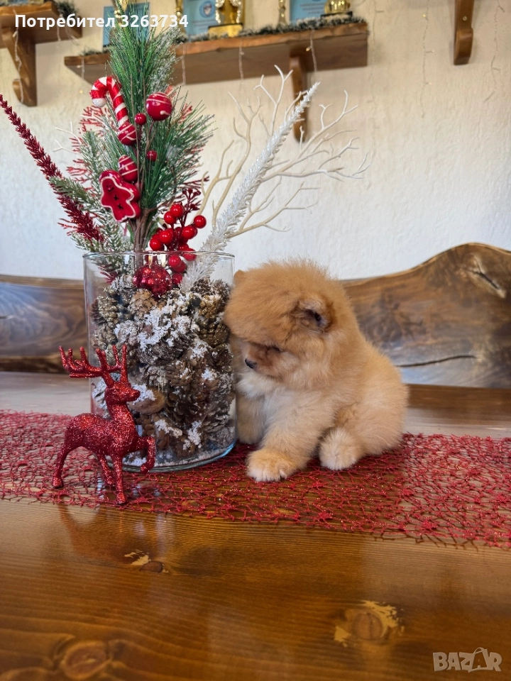 Пухкаво померанче, снимка 1