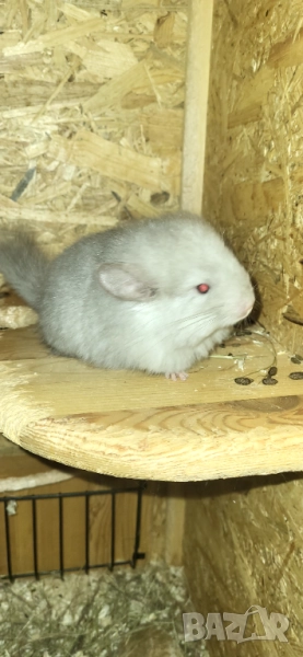 Продавам чинчила, снимка 1