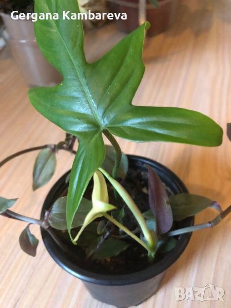 Philodendron Florida Ghost , снимка 1