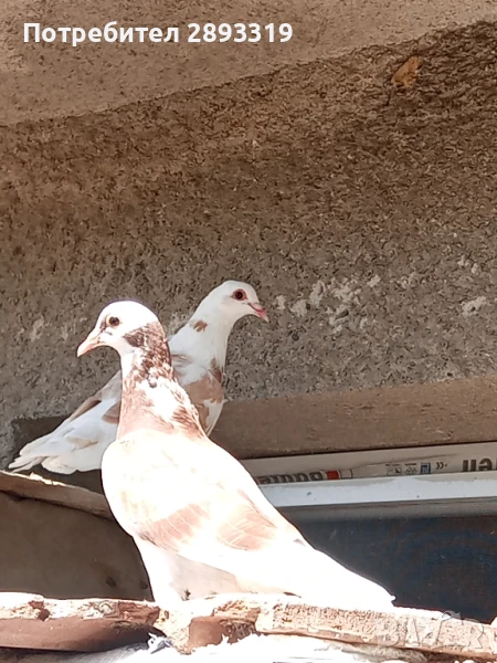 Пощенски гълъби, шарени, снимка 1