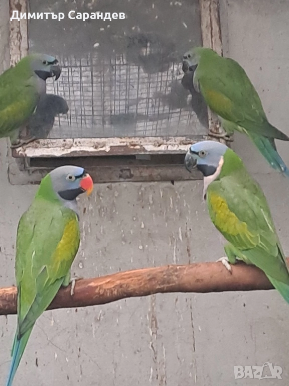 Продавам Китайски александри, снимка 1