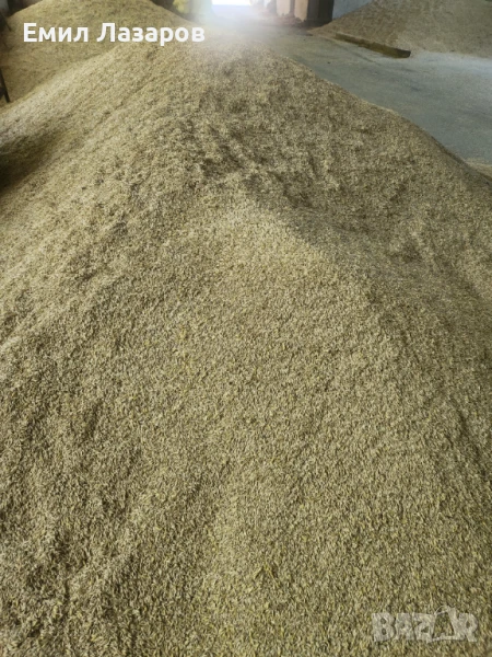 Овес,жито,третикале, снимка 1