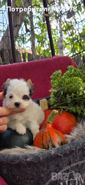 мини бивър момченце, снимка 1