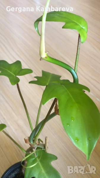 Philodendron Florida Ghost , снимка 1