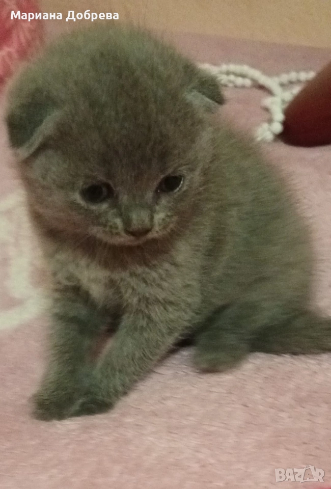 Шотландско клепоухо коте , снимка 1