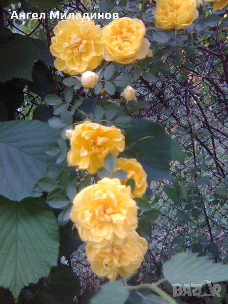 Жълт трендафил-катерлива роза, снимка 1