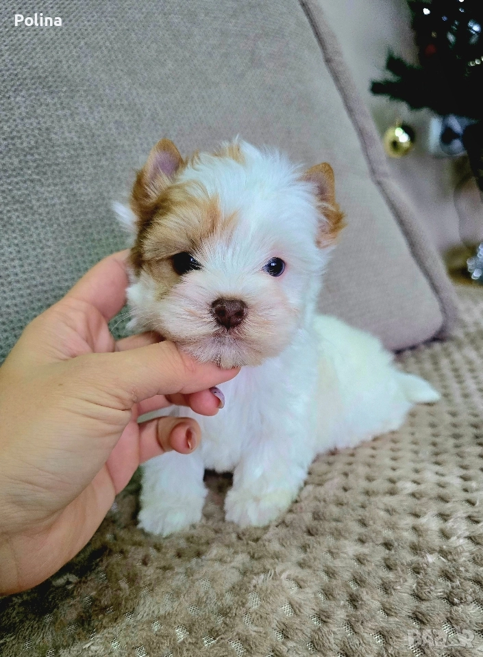 Уникално момче, снимка 1