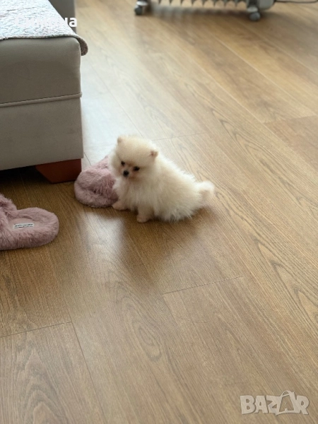 Продавам Мини Пумиран , снимка 1