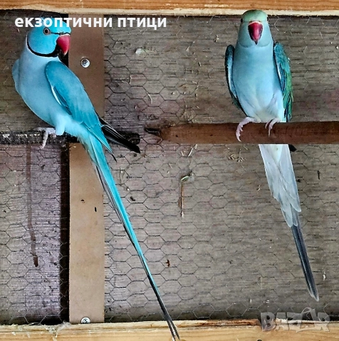 Продавам двойка Александри , снимка 2 - Папагали - 52679555