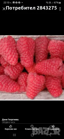 Продавам разсад ягоди , снимка 5 - Сортови семена и луковици - 49817952