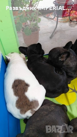 френски булдог-булдочета, снимка 8 - Френски булдог - 54092555