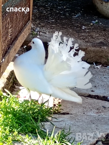 гълъби фенерлия декорация , снимка 2 - Гълъби - 52421214