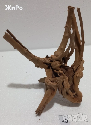 Корен от Азалия /декорация/ 30, снимка 2 - Други - 54093427