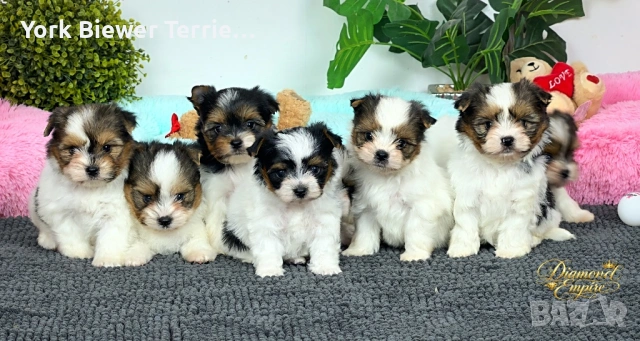Йоркширски ТЕриер! Страхотни бебета  с родословие за семейство с деца! Доставка , снимка 2 - Йоркширски териер - 53203258