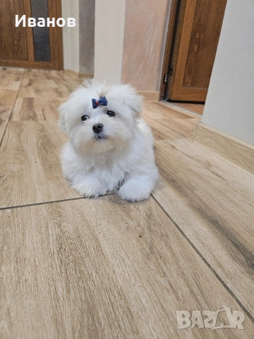 Мини малтийска болонка , снимка 2 - Болонка - 53686634