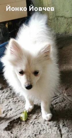 Немски шпиц  , снимка 14 - Немски шпиц - 50529986