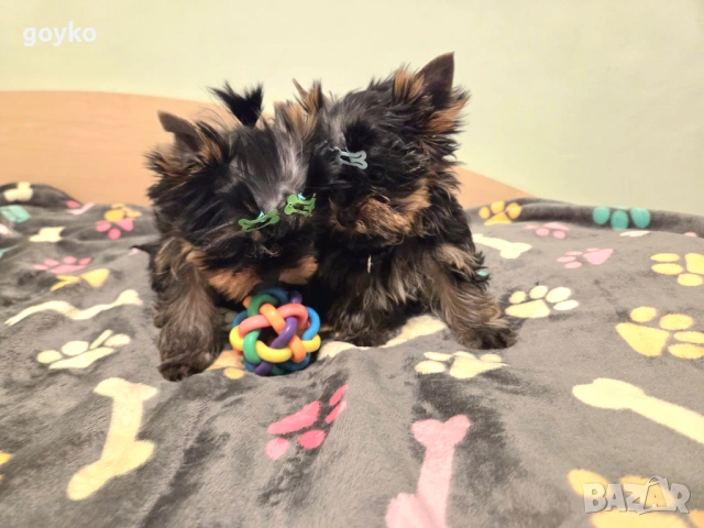 йорки, снимка 11 - Йоркширски териер - 53978443