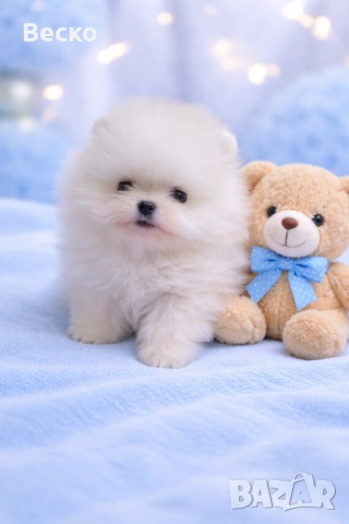 Померан мини мъжко , снимка 6 - Померан - 54110021