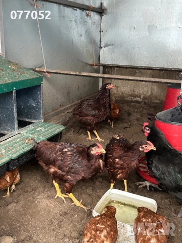 Петли Родайланд и Австралорп, снимка 2 - Кокошки и пуйки - 52949100