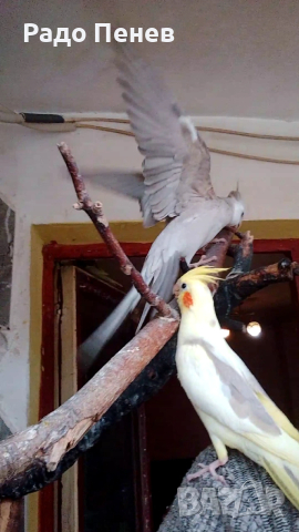 Корели - Социални малки сладури, двумесечни :), снимка 2 - Папагали - 53723678