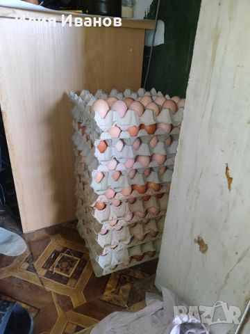 Птицевъдни услуги и разплодни яйца , снимка 8 - други­ - 45479799