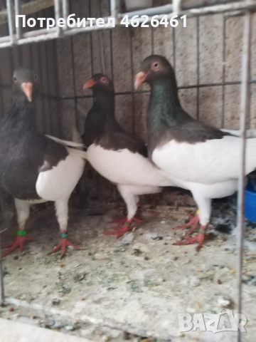 Датски летачи, снимка 16 - Гълъби - 52098870