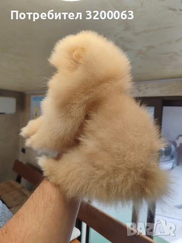 Померан мини женско , снимка 8 - Померан - 54288210