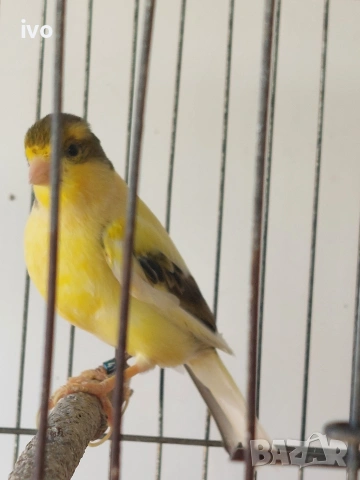 мъжко канарче Орфей, канар, снимка 5 - Канари - 54092115