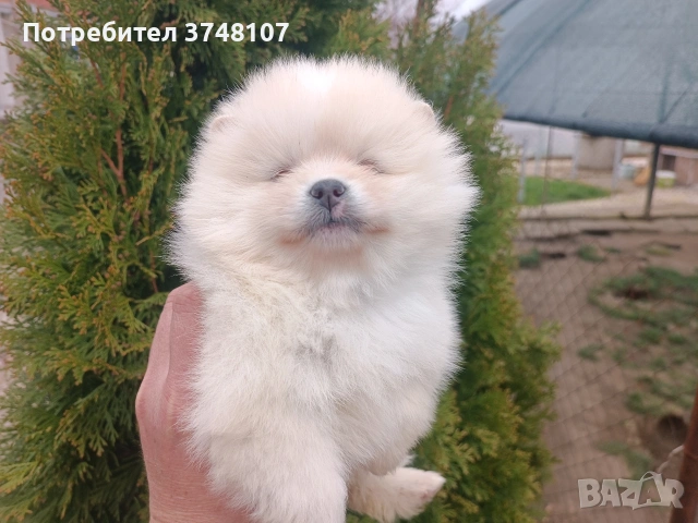 Померан / Померани 