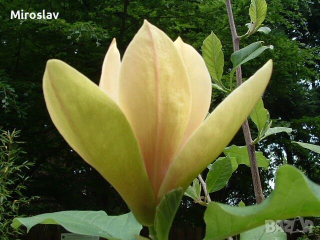 Магнолия -(''Жълт фенер''), снимка 4 - Градински цветя и растения - 45433900