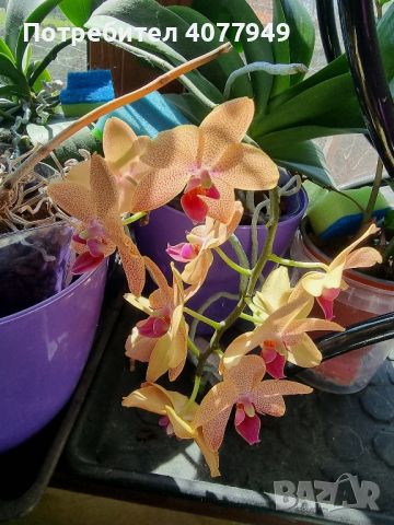 Продавам коллекция орхидеи!!!, снимка 2 - Стайни растения - 45529649