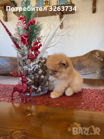 Пухкаво померанче