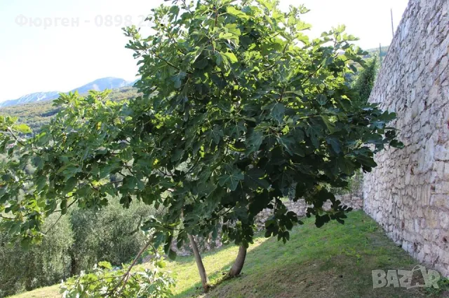 Смокиня сорт Далматинска - Ficus carica Dalmatie , снимка 3 - Разсади - 46919204