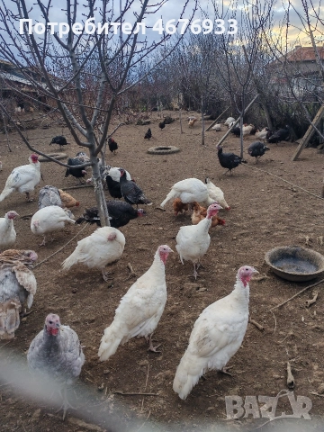 оплодени яйца и пуйки, снимка 6 - Кокошки и пуйки - 52967655