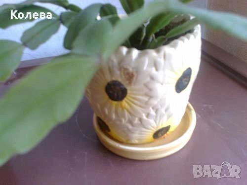 Две коледничета, снимка 3 - Стайни растения - 52273696