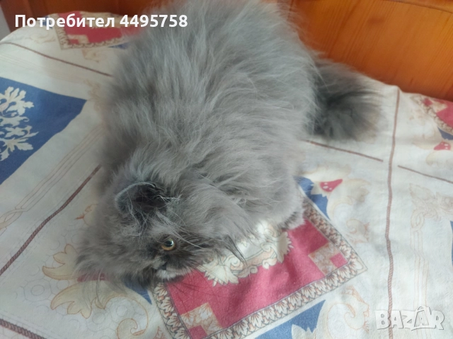 Персийски котенца, снимка 12 - Персийска - 51754390