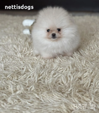 Уникален женски Мини Померан с родословие, снимка 4 - Померан - 48613576