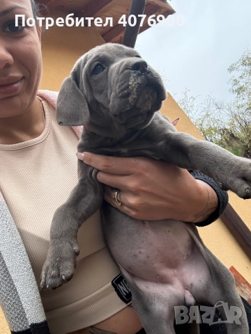 Две момиченца Кане Корсо!!! Обезпаразитени с две поставени ваксини!!!, снимка 7 - Кане корсо - 50321505