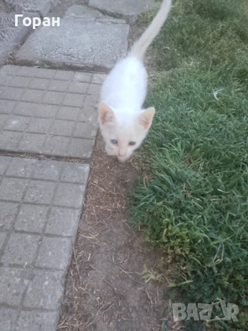 Подарявам малки котета , снимка 9 - Други - 50831081