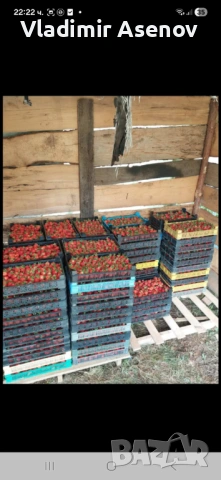 Ягоди, снимка 11 - Козметични уреди - 53940999