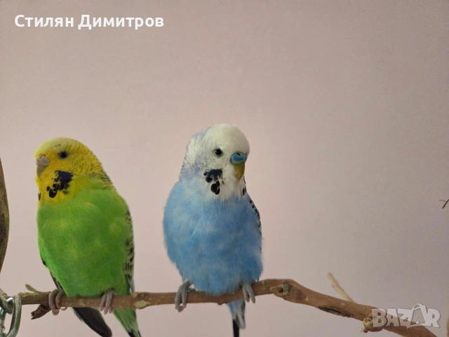 Двойка Вълнисти папагали